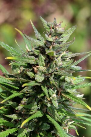 photo tête cannabis