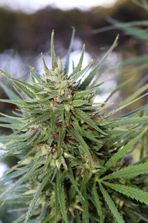 Photo tête CBD Camargnola